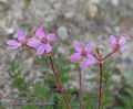 Erodium_cicutarium_aa6380