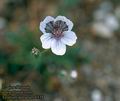 Erodium_petraeum_6538