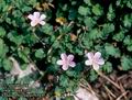 Erodium_reichardii_6543