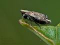 Errastunus_ocellaris_cf5698s