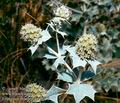 Eryngium_maritimum_8258