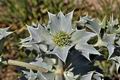 Eryngium_maritimum_bt7328