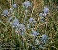 Eryngium_planum_4753