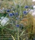 Eryngium_serbicum_6542