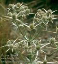 Eryngium_tricuspidatum_6550