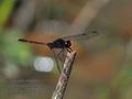 Erythemis_attala_p4011307