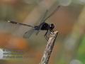 Erythemis_attala_p4011317