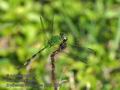 Erythemis_vesiculosa_p3270500