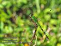 Erythemis_vesiculosa_p3270501