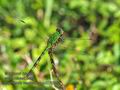 Erythemis_vesiculosa_p3270502