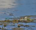 Erythromma_lindenii_bg6909