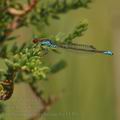 Erythromma_viridulum_bg3149