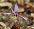 Erythronium_dens-canis_bn1315