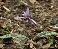 Erythronium_dens-canis_bn1333