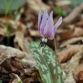 Erythronium_dens-canis_bn1357