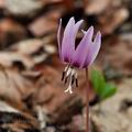 Erythronium_dens-canis_bn1378