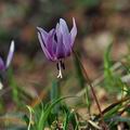 Erythronium_dens-canis_bn1398