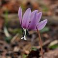 Erythronium_dens-canis_bn1415