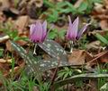 Erythronium_dens-canis_bn1430