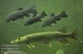 Esox_lucius_fd2022