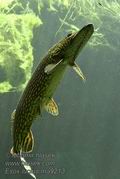 Esox_lucius_ma9213