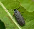 Ethmia_aurifluella_jh2200s