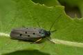 Ethmia_aurifluella_jh2221s