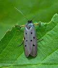 Ethmia_aurifluella_jh2242s