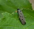 Ethmia_aurifluella_jh2275s