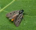 Ethmia_aurifluella_jh2306s