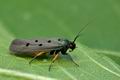 Ethmia_aurifluella_jh2353s