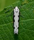 Ethmia_bipunctella_cn1696s