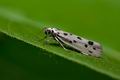 Ethmia_dodecea_ja6591s