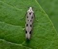 Ethmia_dodecea_ja6605s