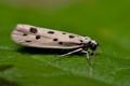 Ethmia_dodecea_ja6618s