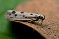 Ethmia_dodecea_ja6629s