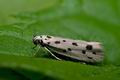 Ethmia_dodecea_ja6646s