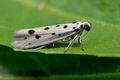 Ethmia_dodecea_jh5501s