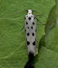 Ethmia_dodecea_jh5518s