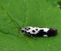 Ethmia_funerella_bn5462