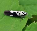 Ethmia_funerella_bn5470