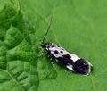 Ethmia_funerella_br8304