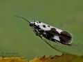 Ethmia_funerella_cx4668s