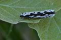 Ethmia_pusiella_ah1389