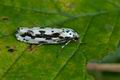 Ethmia_pusiella_bm2910