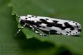 Ethmia_pusiella_ck3263s