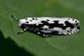 Ethmia_pusiella_ck3279s