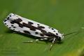 Ethmia_pusiella_cr1521s