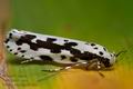 Ethmia_pusiella_cr1544s