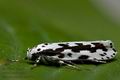 Ethmia_pusiella_cr1571s